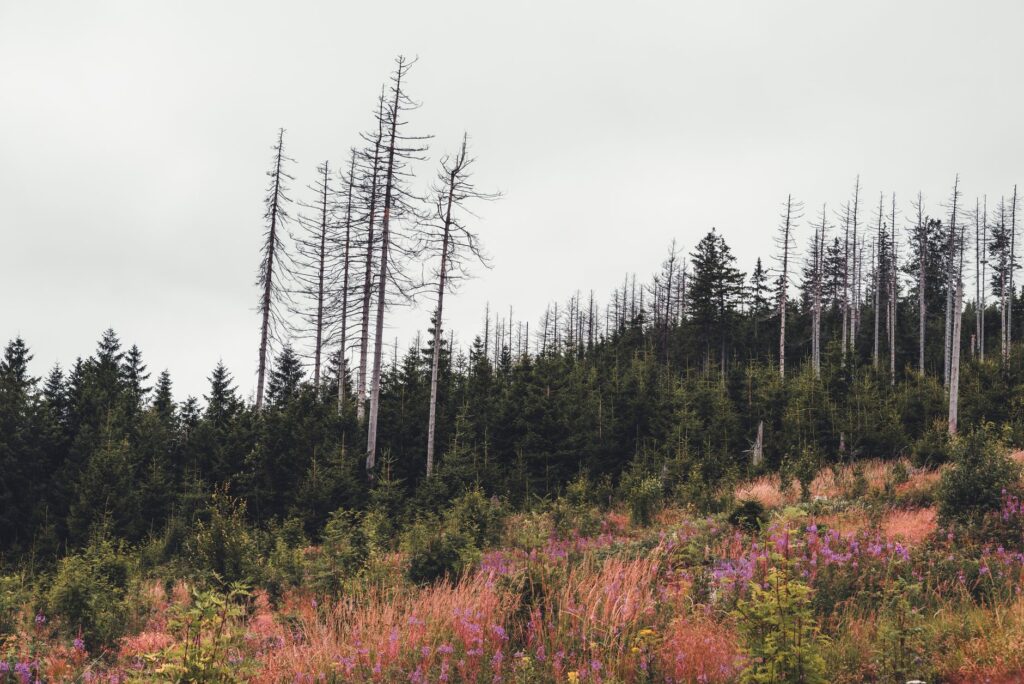 La herencia del carbón en las cumbres del Harz: vapor, fronteras y la resistencia de la vía estrecha alemana