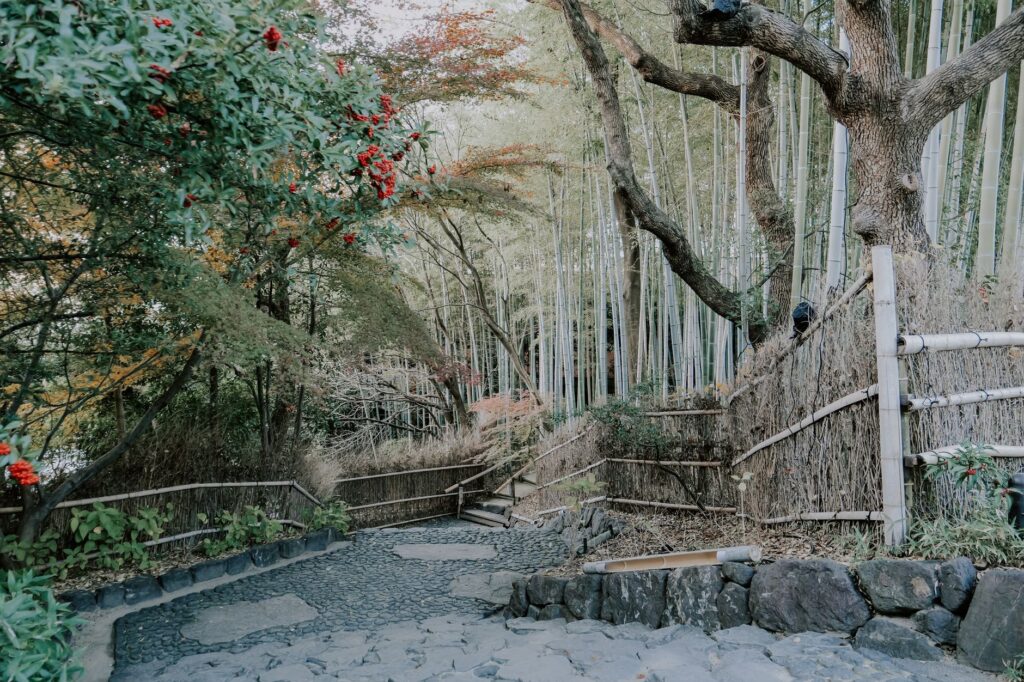 El silencio milenario de los bosques de bambú de Sagano: ingeniería acústica y bienestar zen en la periferia de Kioto