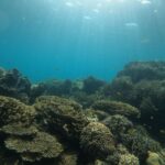 El Santuario Submarino del Arrecife de Apo: Dinámicas Oceánicas, Biodiversidad Coralina y Conservación en el Mar de Sulu