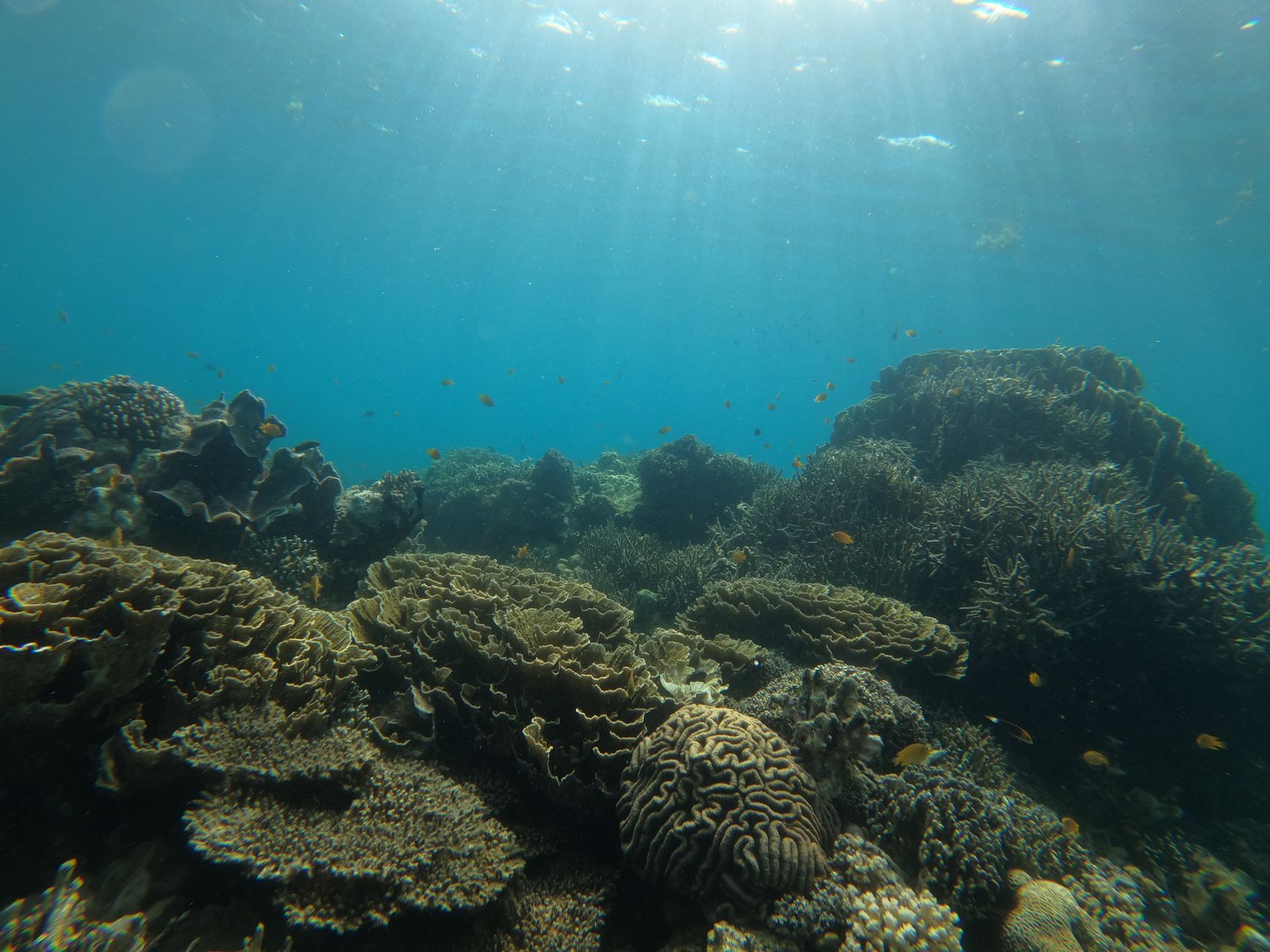El Santuario Submarino del Arrecife de Apo: Dinámicas Oceánicas, Biodiversidad Coralina y Conservación en el Mar de Sulu