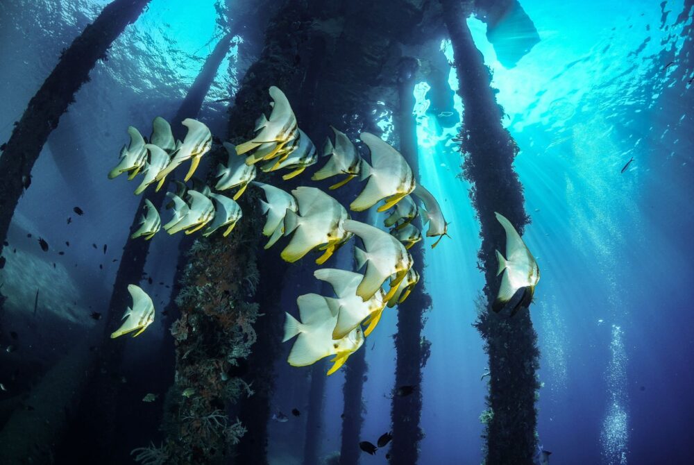 El Santuario Submarino de Clipperton: Aislamiento Oceánico, Biodiversidad y Geopolítica en el Pacífico Norte