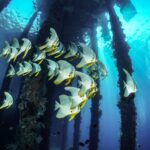 El Santuario Submarino de Clipperton: Aislamiento Oceánico, Biodiversidad y Geopolítica en el Pacífico Norte