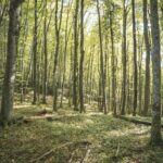 El latido de los bosques templados: cómo la gestión forestal comunitaria y la madera local transforman la conservación en la Selva de Irati
