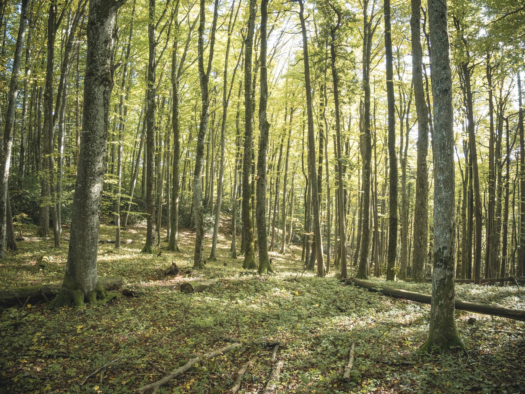 El latido de los bosques templados: cómo la gestión forestal comunitaria y la madera local transforman la conservación en la Selva de Irati