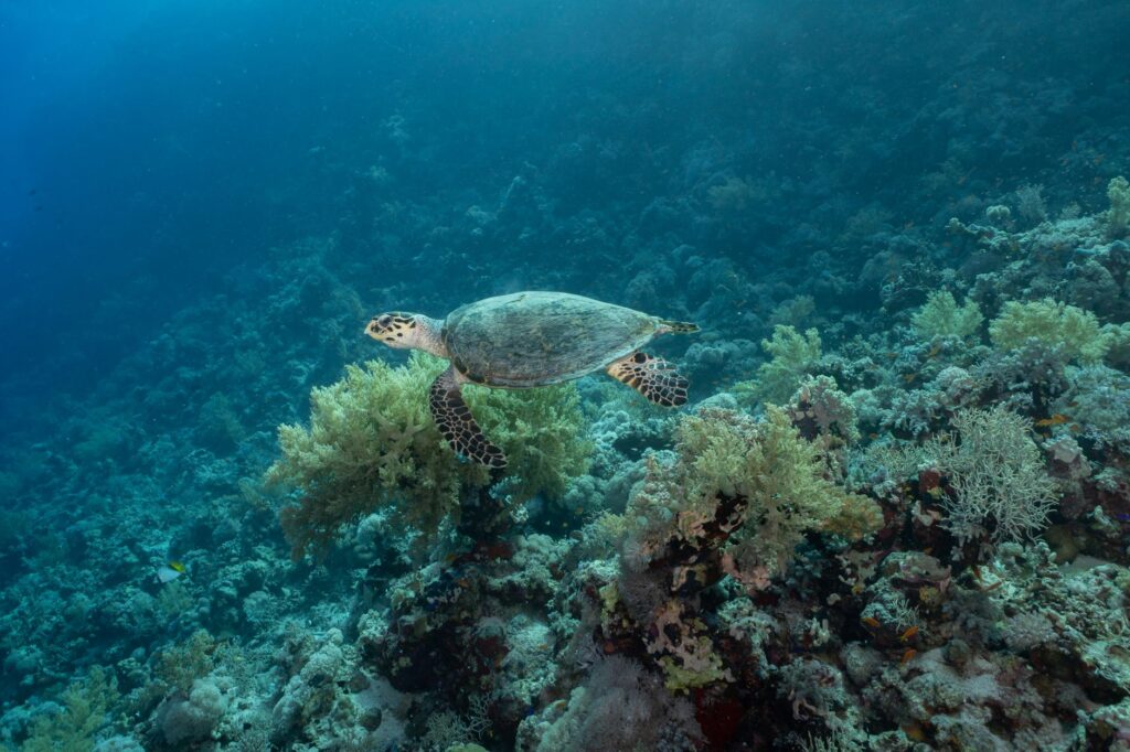 Expedición al Archipiélago de Fernando de Noronha: Guía de Navegación Oceánica y Conservación Marina en el Atlántico Tropical