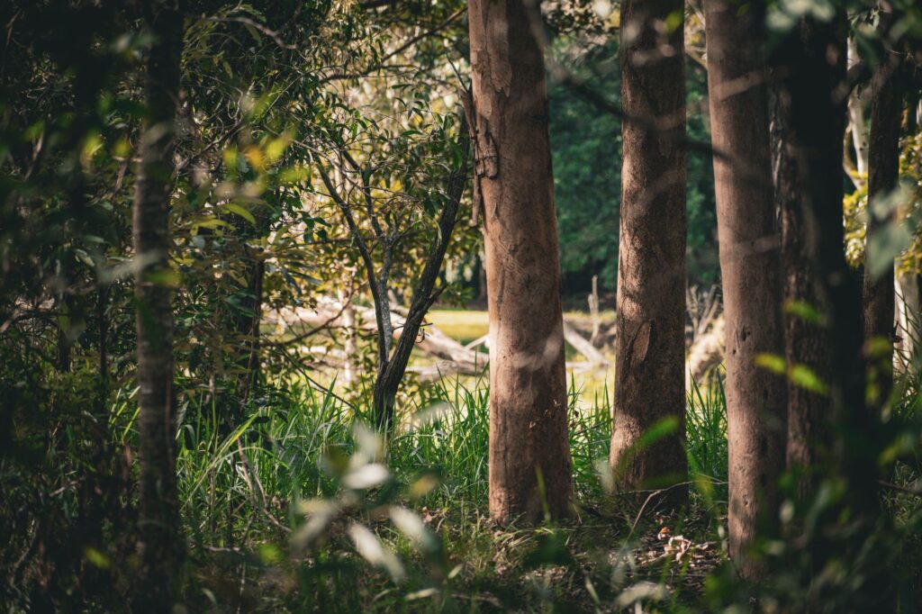 La Travesía del Sendero Bibbulmun en Australia Occidental: Guía de Expedición y Senderismo por los Bosques Milenarios del Índico