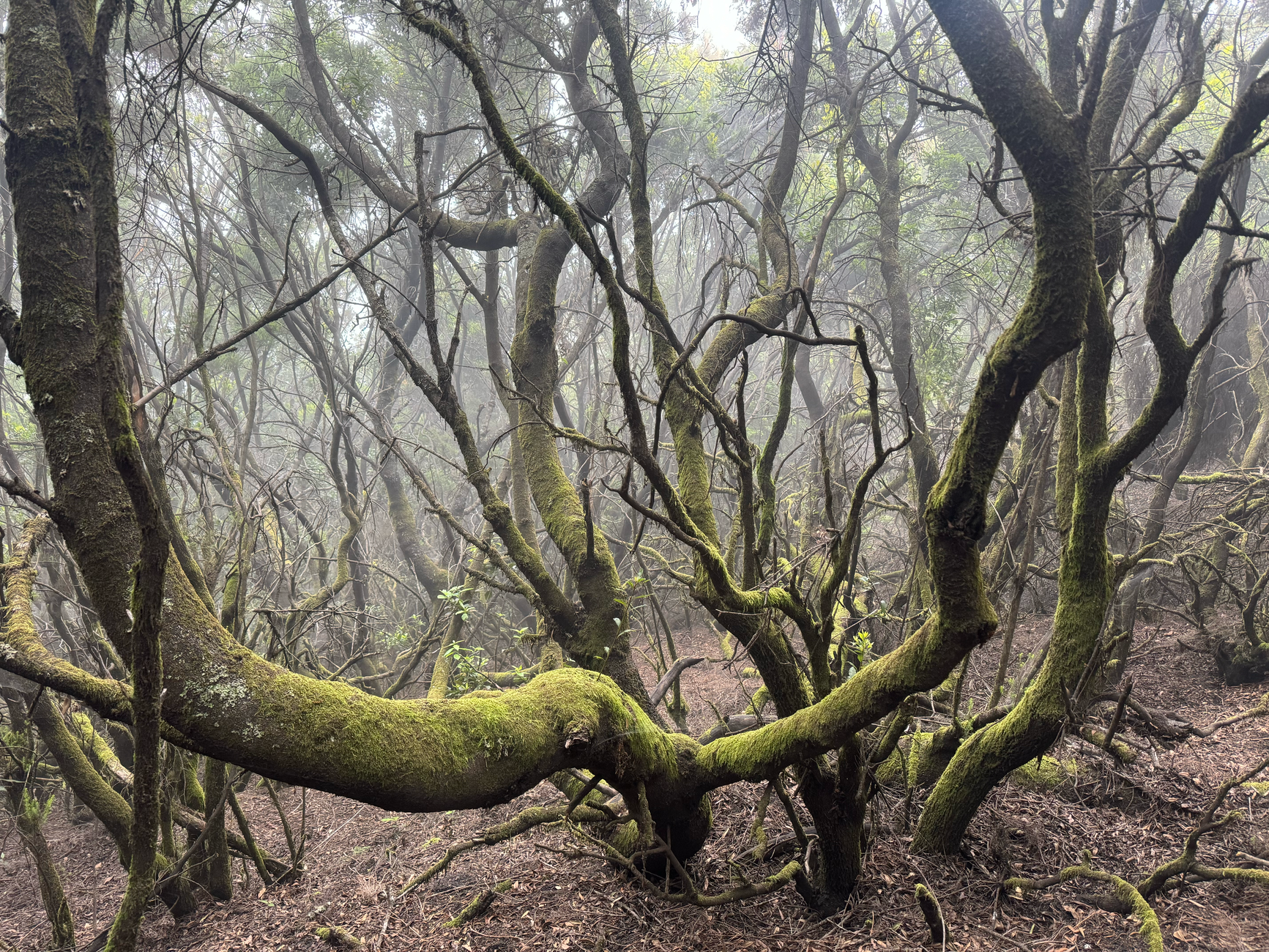 El latido de los bosques de niebla: cómo la restauración del sotobosque y la apicultura comunitaria transforman la conservación en la Reserva de la Biosfera de la Mariposa Monarca