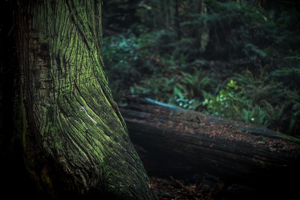 El silencio milenario de los canales de la Patagonia Verde: navegación de bajura y arquitectura maderera en el archipiélago de Chiloé