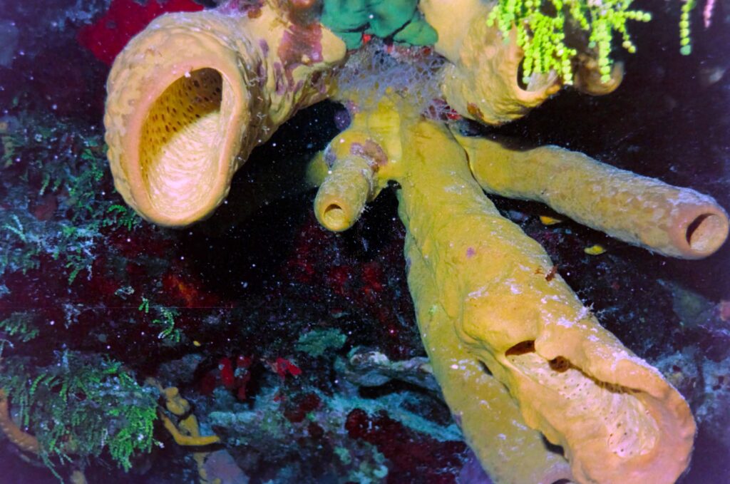 La Travesía del Archipiélago de las Bocas del Toro en Catamarán: Guía de Navegación y Logística Marina por el Laberinto Caribeño de Panamá