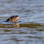 El Refugio de la Nutria Gigante en el Pantanal: Ecología de Humedales y Conservación en la Cuenca del Paraguay