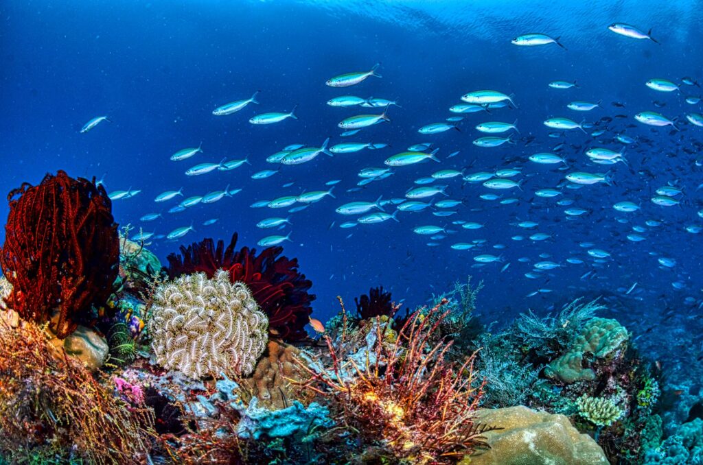 El Santuario Submarino del Mar de Banda: Dinámicas de Fosa, Endemismo Abisal y Conservación en el Triángulo de Coral