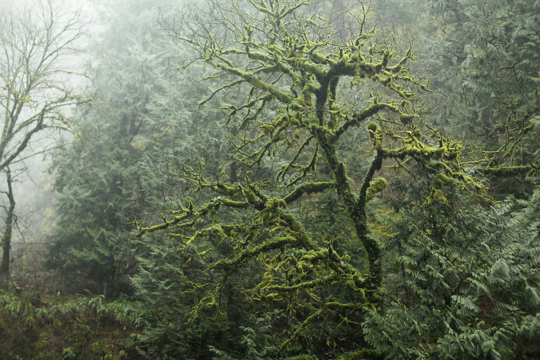 El latido verde de la Selva Valdiviana: biogeografía, endemismo y conservación en el refugio templado de Sudamérica