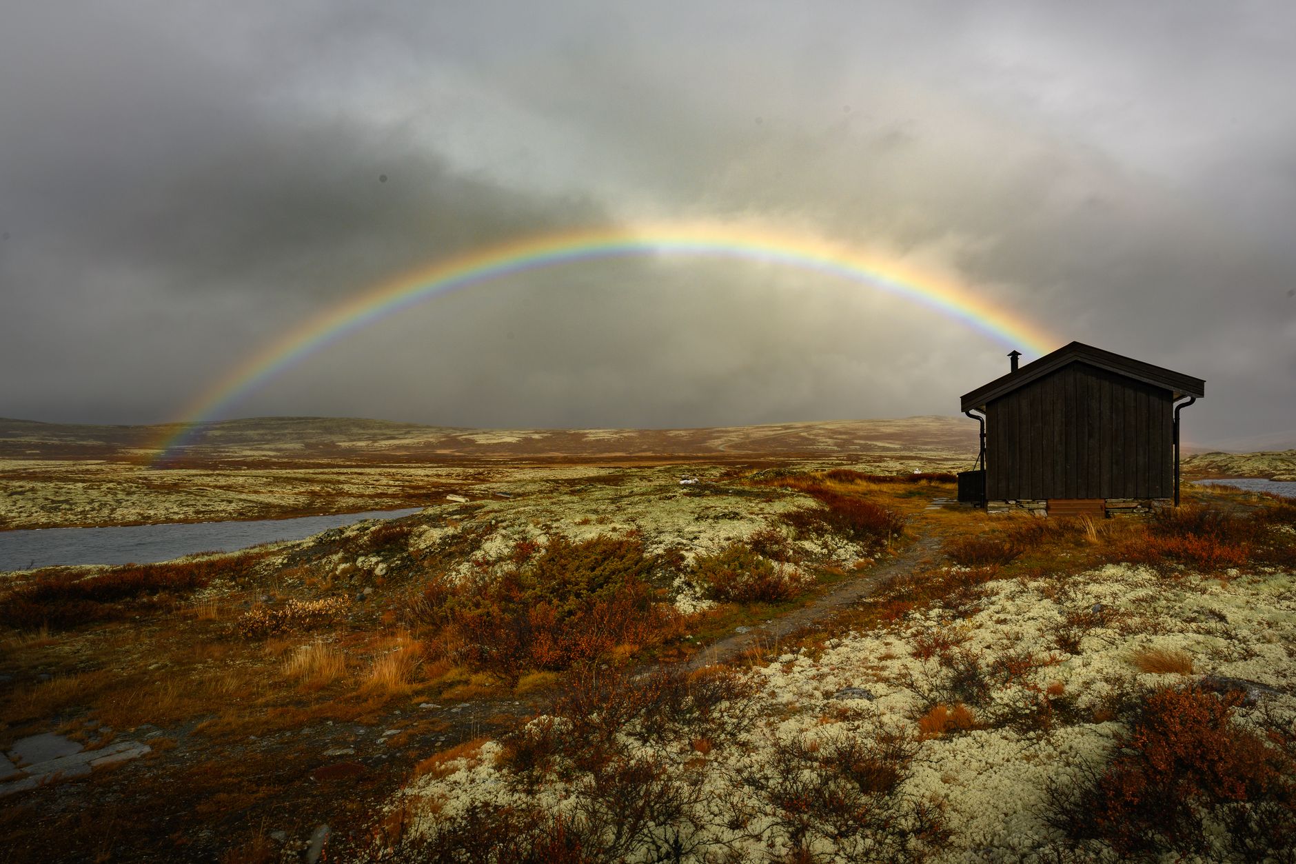 El Refugio del Búho Nival en la Tundra de Laponia: Biología, Clima y Ecoturismo en el Círculo Polar Ártico