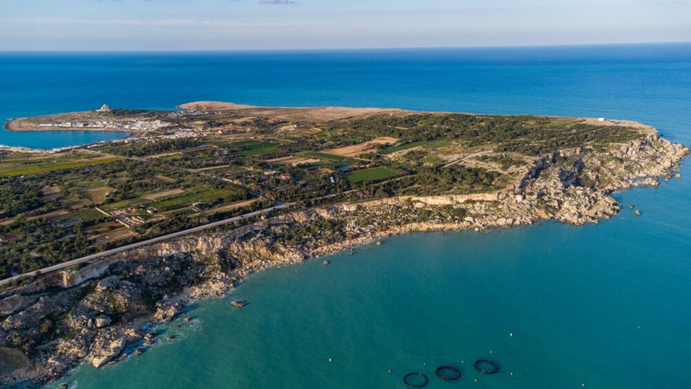 El latido de los bosques submarinos: cómo la restauración de praderas de posidonia y la pesca artesanal transforman la conservación en el Parque Natural del Cabo de Gata-Níjar
