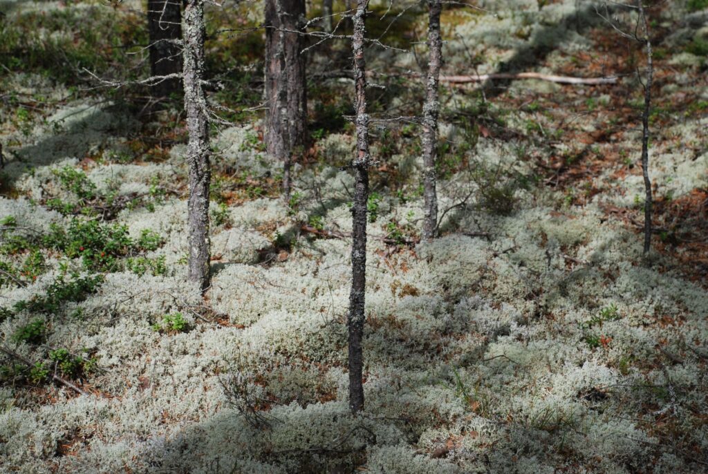 El refugio del urogallo pirenaico en los bosques de abetos de la cordillera: ecología forestal y conservación en los altos valles