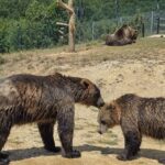 El Refugio del Oso Pardo en la Cordillera Cantábrica: Biología, Corredores Ecológicos y Conservación en el Norte de España
