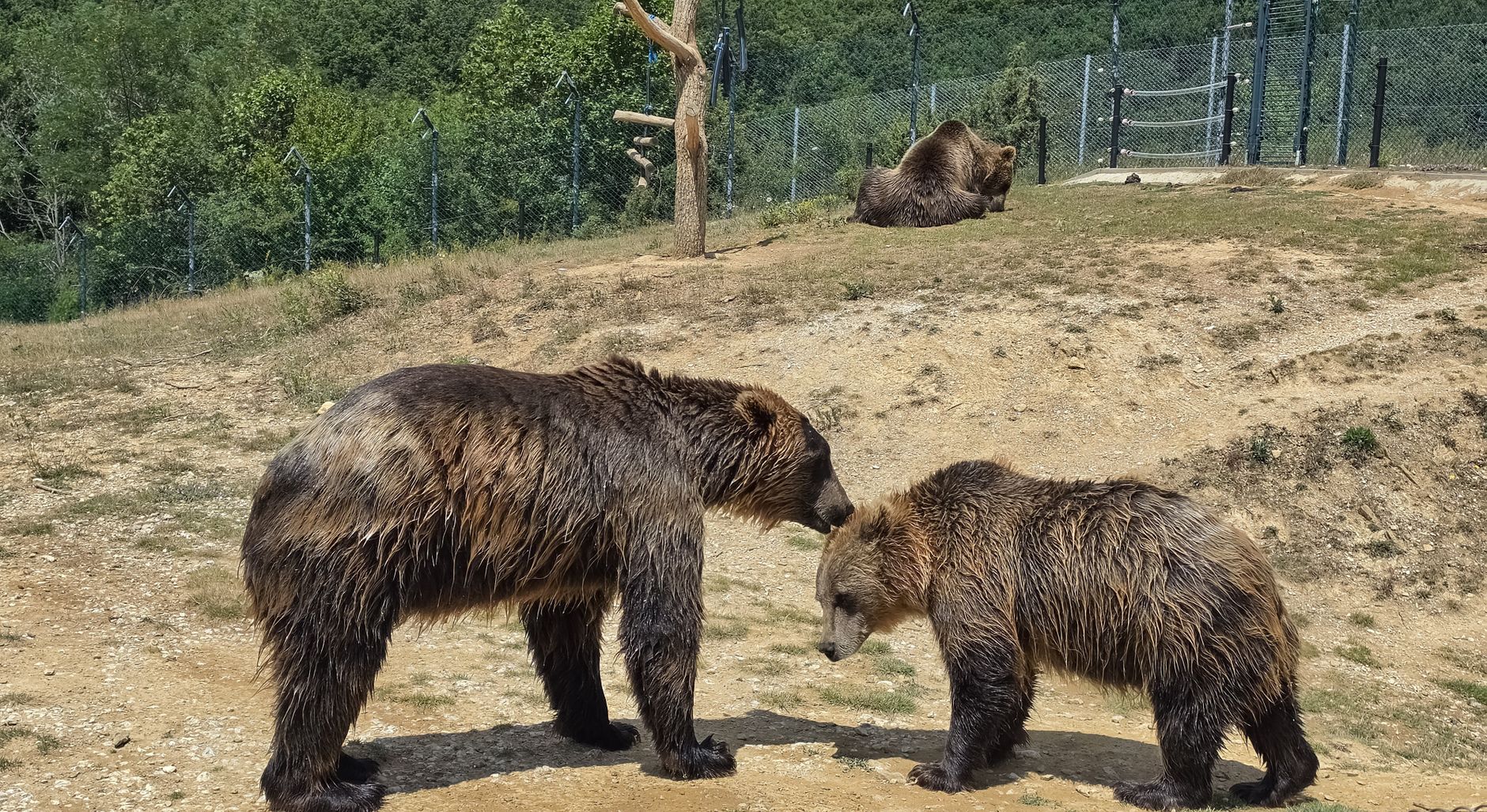 El Refugio del Oso Pardo en la Cordillera Cantábrica: Biología, Corredores Ecológicos y Conservación en el Norte de España