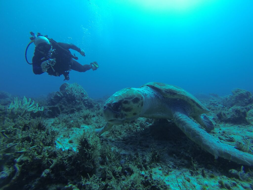 El Santuario Submarino del Arrecife de Apo: Dinámicas Oceánicas, Biodiversidad Coralina y Conservación en el Mar de Sulu