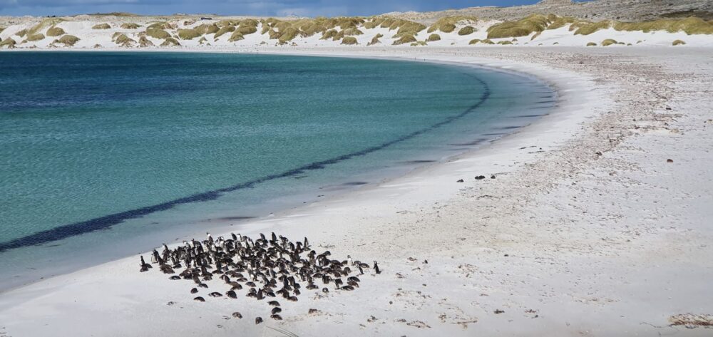 El Refugio de la Foca Monje en las Islas Desertas: Oceanografía, Cuevas Marinas y Conservación en el Atlántico Norte