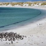 El Refugio de la Foca Monje en las Islas Desertas: Oceanografía, Cuevas Marinas y Conservación en el Atlántico Norte