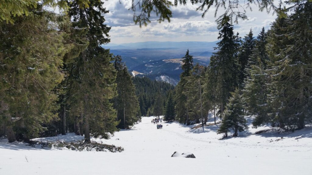 El refugio de la liebre de ventisquero en los Altos Tatras: biología, adaptación nival y conservación en las cumbres de Eslovaquia