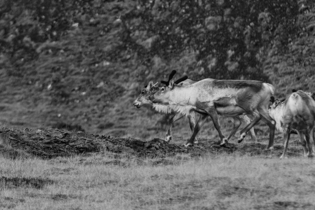 La Travesía del Sendero de Kungsleden en Suecia: Guía de Expedición y Senderismo por la Tundra Ártica de Laponia