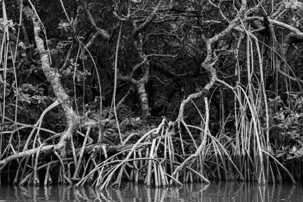 El laberinto intermodal del delta del río Gambia: Lanchas de madera, barcazas de marea y la frágil conectividad de los bolongs