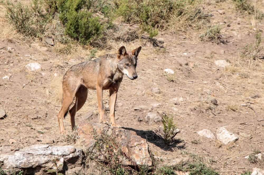El Refugio del Lobo Ibérico en la Sierra de la Culebra: Biología, Corredores Ecológicos y Conservación en el Noroeste de Zamora