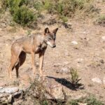El Refugio del Lobo Ibérico en la Sierra de la Culebra: Biología, Corredores Ecológicos y Conservación en el Noroeste de Zamora