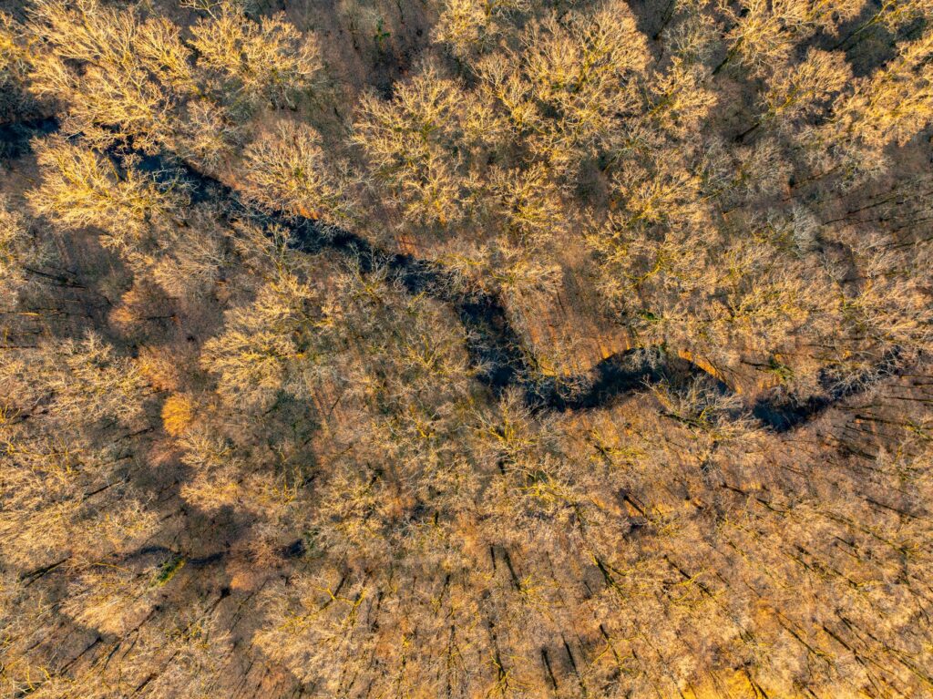 El latido de los bosques templados: cómo el transporte híbrido y las vías verdes fluviales transforman la movilidad en la Selva Negra