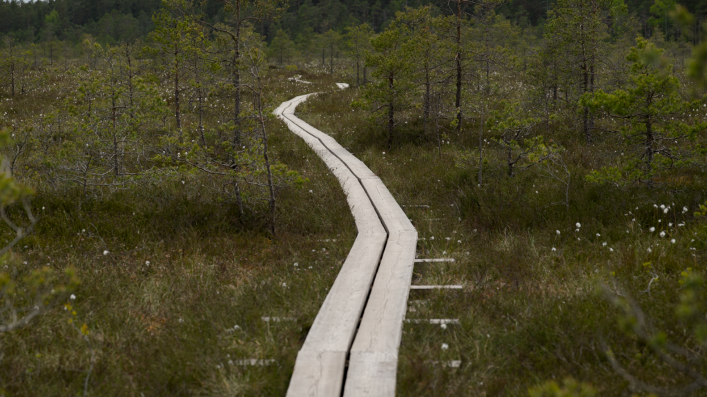 El latido de los bosques sumergidos: cómo la restauración de turberas y el ecoturismo fluvial transforman el norte de Escocia