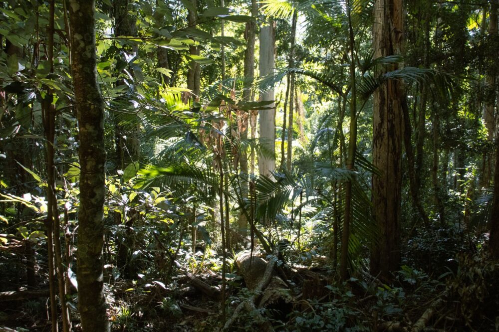El Refugio del Casuario en las Selvas de Daintree: Biología, Ecología de la Selva Tropical y Conservación en el Trópico Australiano