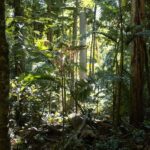 El Refugio del Casuario en las Selvas de Daintree: Biología, Ecología de la Selva Tropical y Conservación en el Trópico Australiano