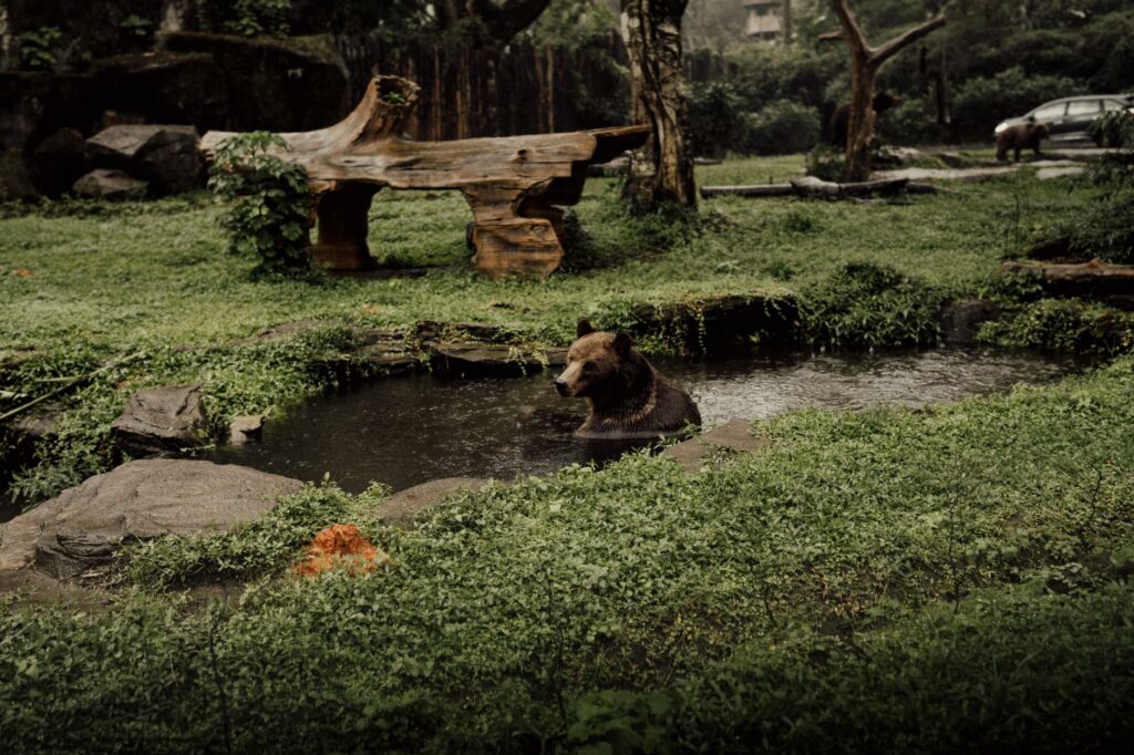 El Refugio del Oso Pardo en la Cordillera Cantábrica: Biología, Corredores Ecológicos y Conservación en el Norte de España