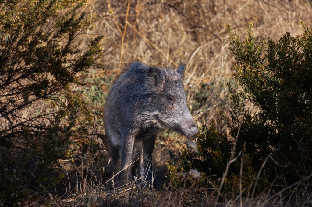 El refugio del lince ibérico en Sierra Morena: demografía, fragmentación y conservación en los montes de Jaén