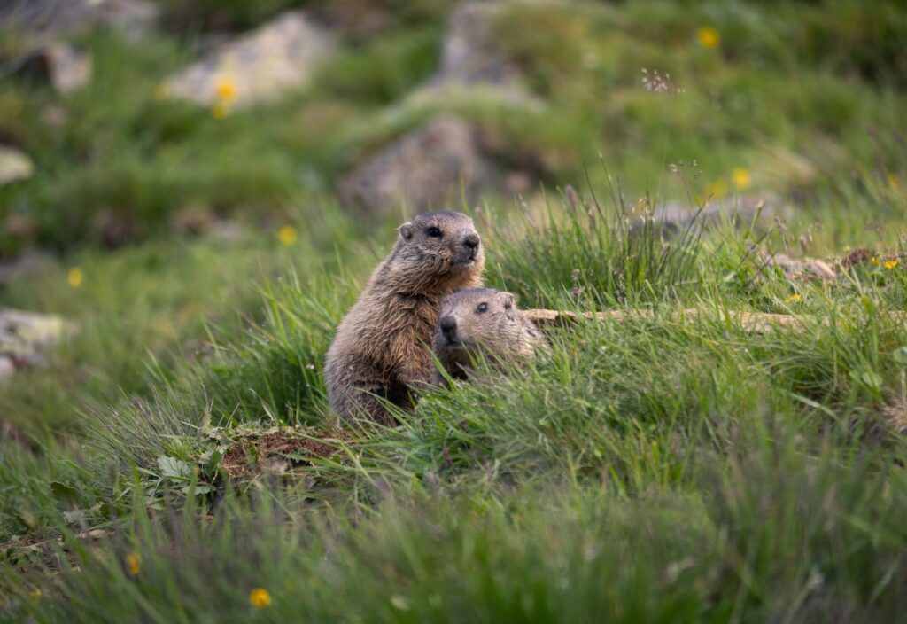 El refugio de la marmota en los pastizales de altitud de la cordillera del Pamir: ecología nival y conservación en las alturas tayikas