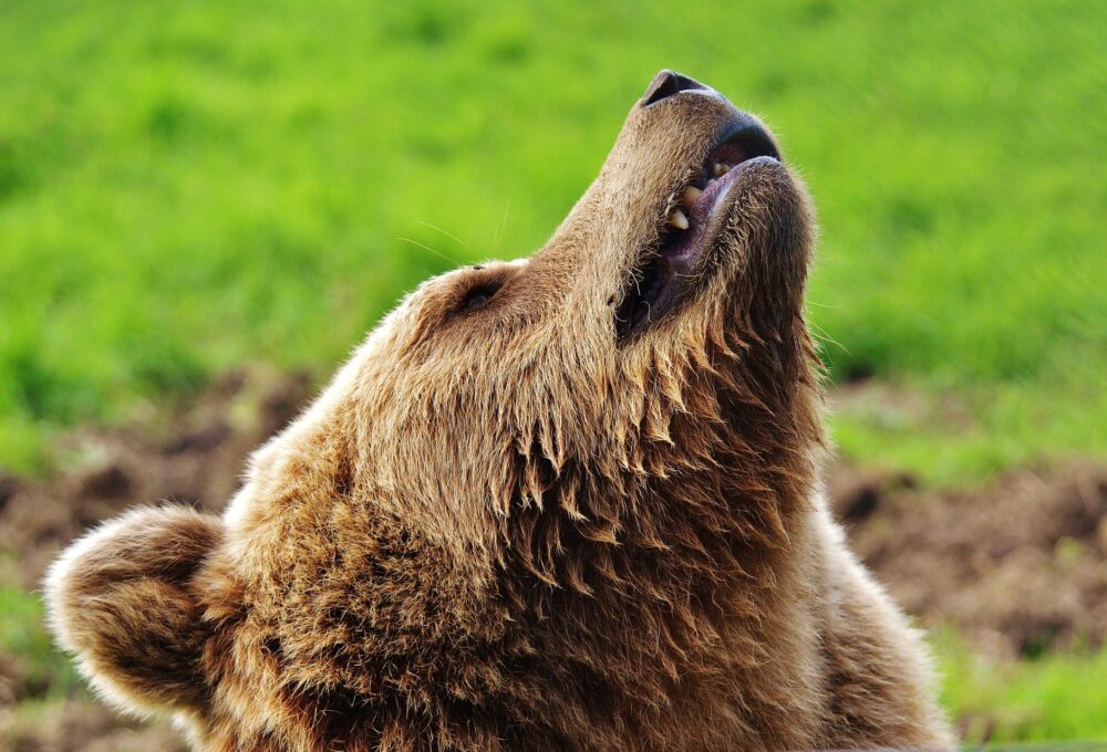 El refugio del oso kodiak en el archipiélago de las Kodiak: ecología insular y conservación en los bosques boreales de Alaska