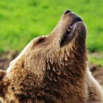 El refugio del oso kodiak en el archipiélago de las Kodiak: ecología insular y conservación en los bosques boreales de Alaska