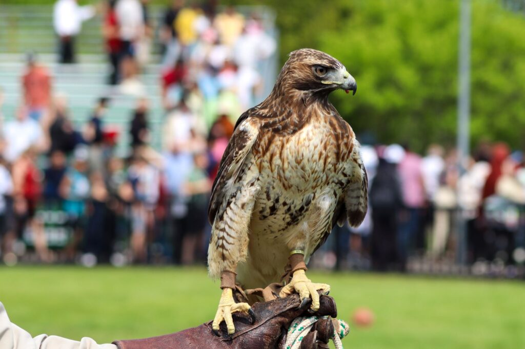 Viaje al corazón de la historia: El verano en Puy du Fou Toledo