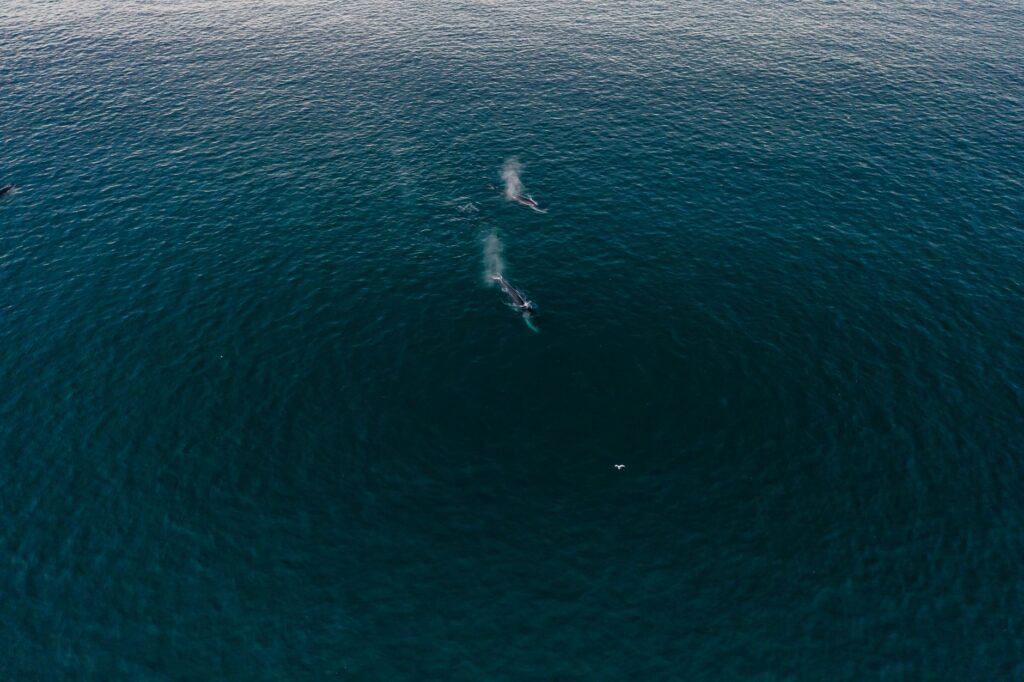El Refugio de los Cetáceos en el Santuario Pelagos: Oceanografía, Corrientes de Liguria y Conservación en el Mediterráneo Noroccidental