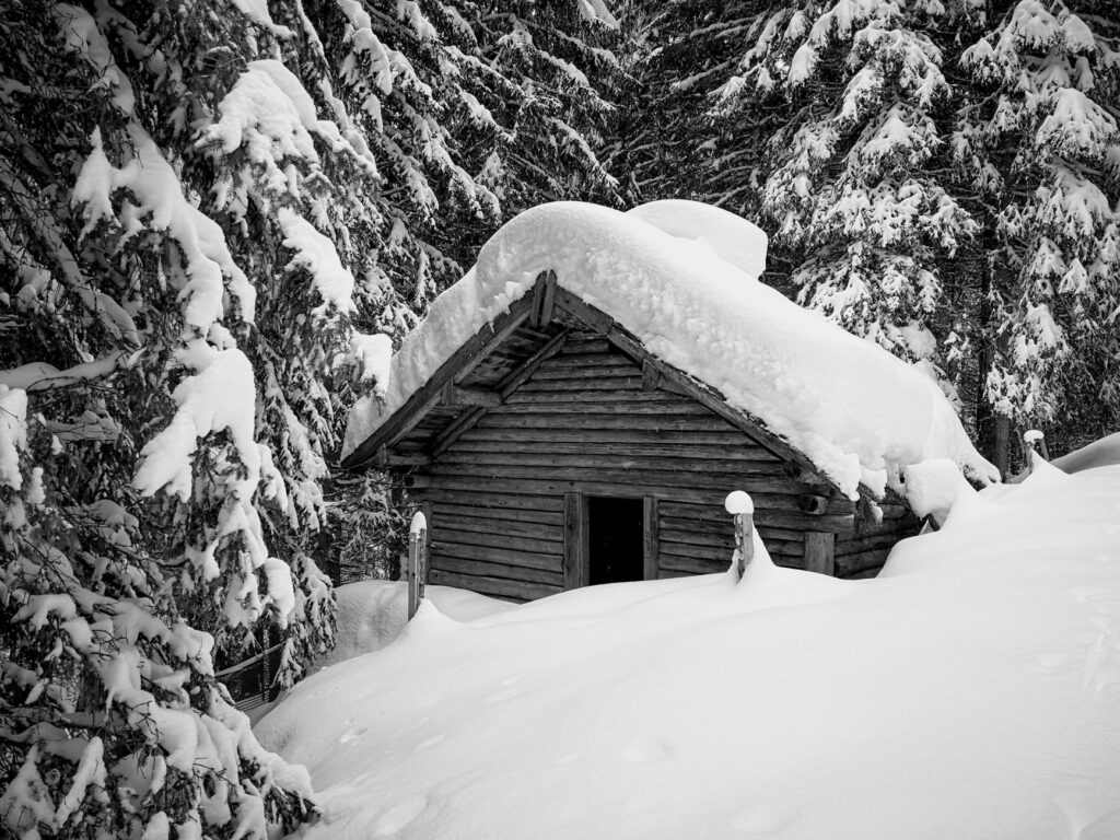 El Despertar de la Taiga Finlandesa: Ecoturismo, Rastreo de Grandes Carnívoros y Sostenibilidad en la Frontera Boreal
