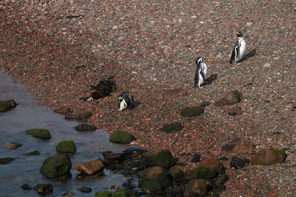 El refugio del pingüino de Magallanes en la costa patagónica: oceanografía, corrientes de plataforma y conservación en las pingüineras de Chubut