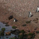 El refugio del pingüino de Magallanes en la costa patagónica: oceanografía, corrientes de plataforma y conservación en las pingüineras de Chubut