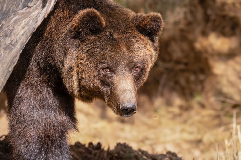 El Reino del Oso Pardo en la Cordillera Cantábrica: Biología, Ecoturismo y Coexistencia