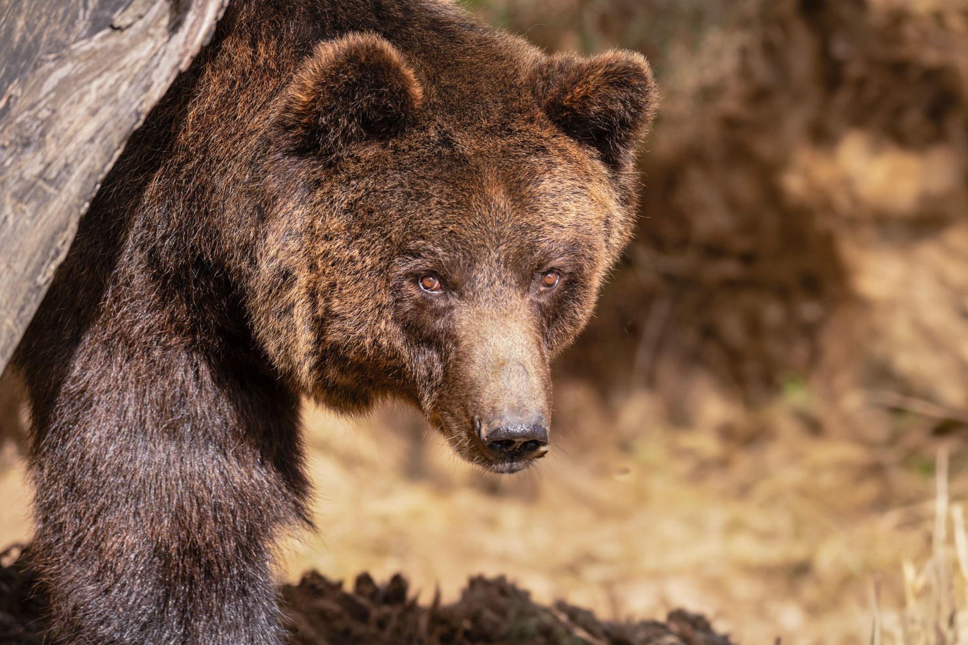 El Reino del Oso Pardo en la Cordillera Cantábrica: Biología, Ecoturismo y Coexistencia
