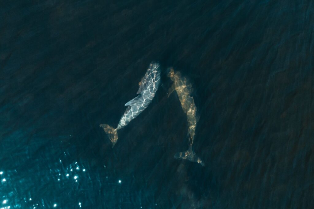 El refugio de la vaquita marina en el Alto Golfo de California: oceanografía, redes de enmalle y conservación en las aguas de Baja California