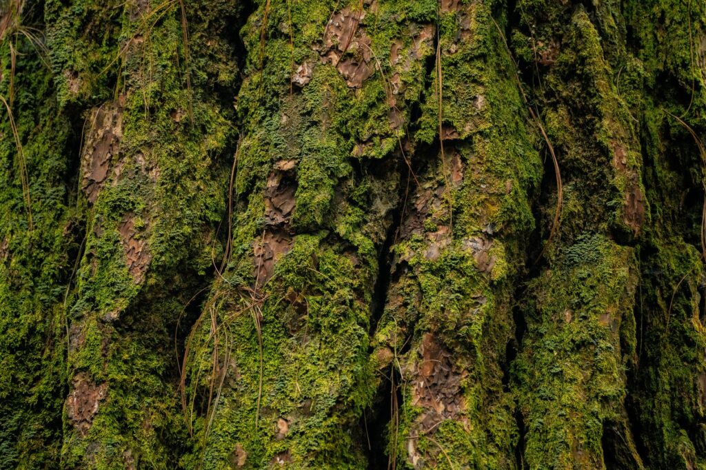 El Reino del Oso Pardo en la Cordillera Cantábrica: Biología, Ecoturismo y Coexistencia