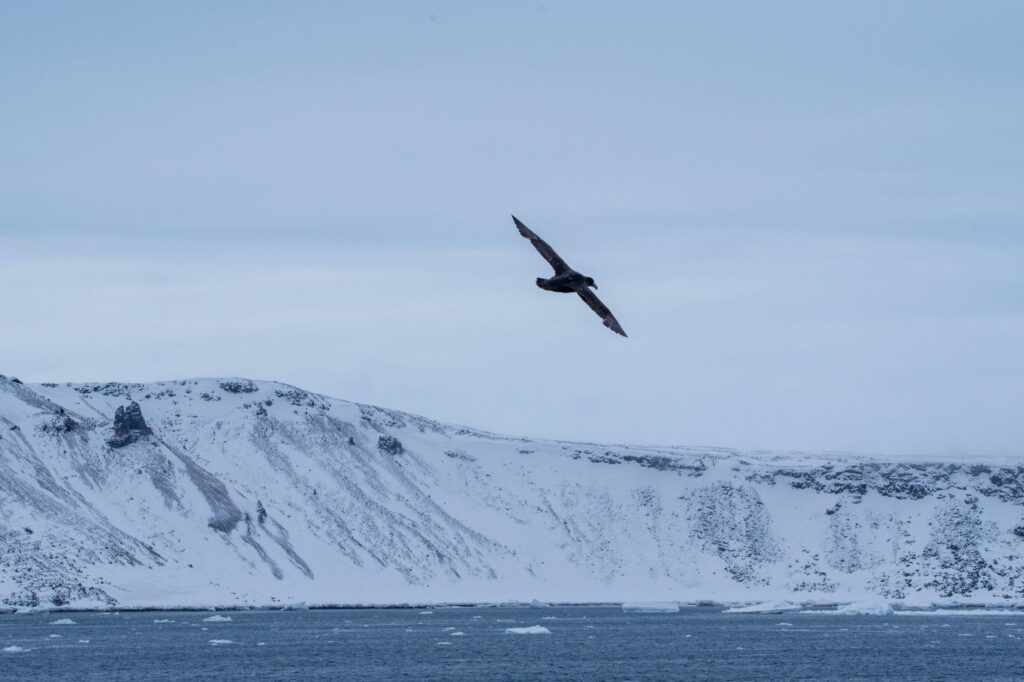 El Refugio del Búho Nival en la Tundra de Laponia: Biología, Clima y Ecoturismo en el Círculo Polar Ártico