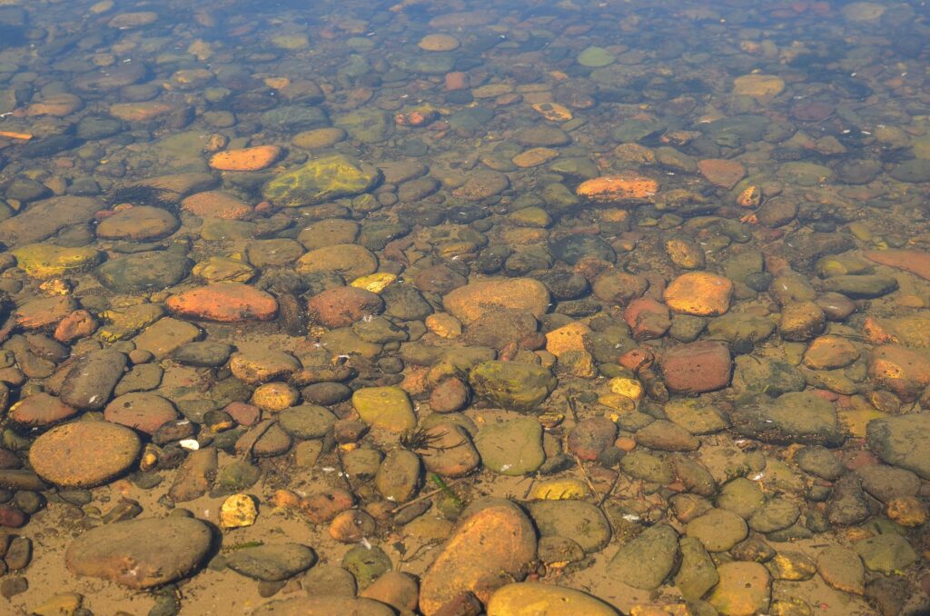 El latido de los sotos fluviales: cómo la restauración del bosque de ribera y la custodia comunitaria transforman la conservación en el alto Ebro