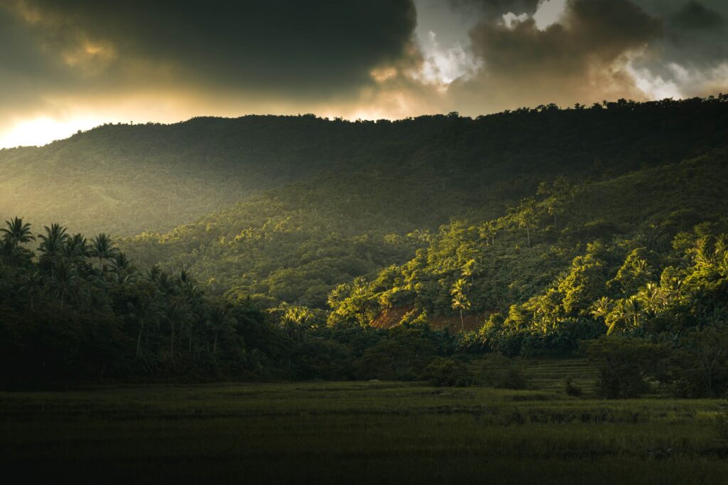 El Refugio del Tarsio en las Selvas de Bohol: Biología, Primatología y Conservación en el Corazón de Bisayas